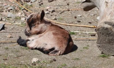 Junge Erzgebirgsziege im Tierpark Chemnitz