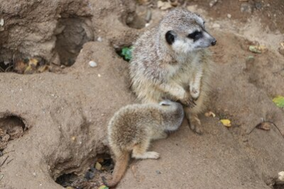 Erdmännchen mit Nachwuchs im Tierpark Chemnitz