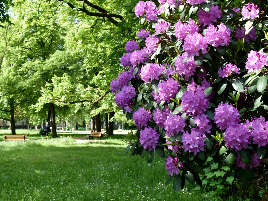 Vpravo fialový rododendron v plném květu, vlevo zelená parková krajina.