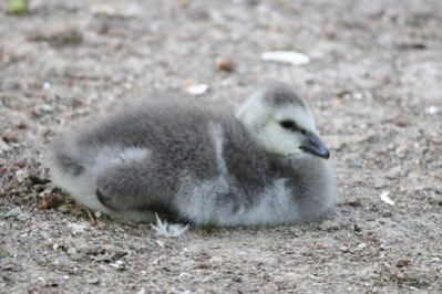 Kücken der Weißwangengänse im Tierpark Chemnitz