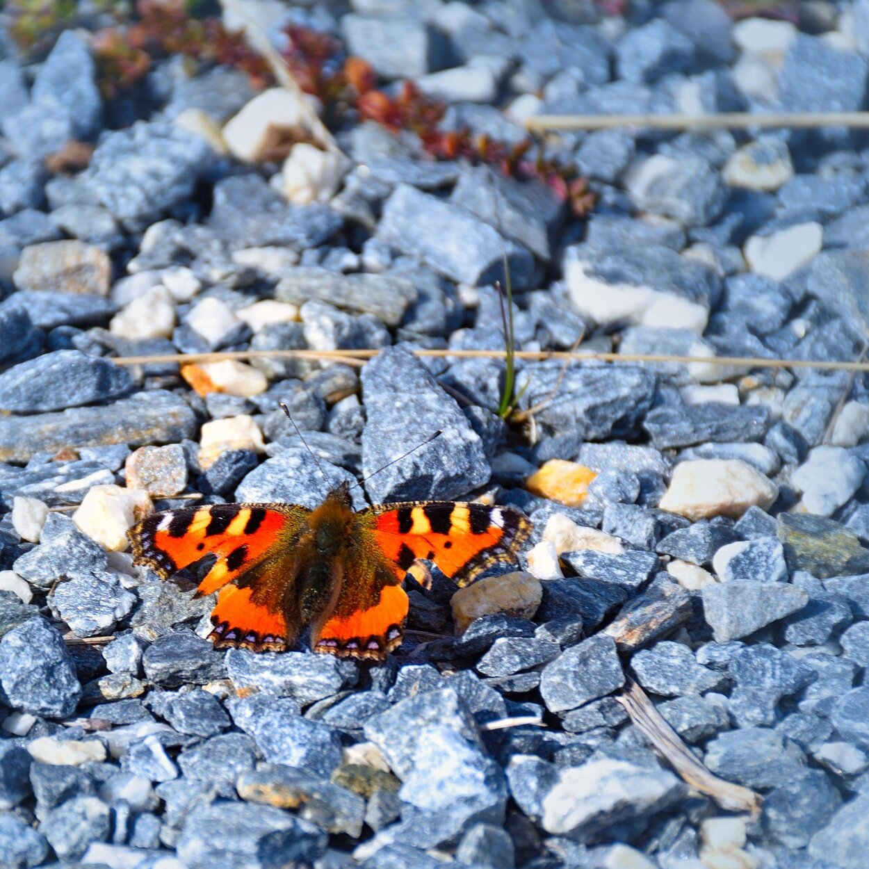 Ein Schmetterling sitzt auf Schotter.