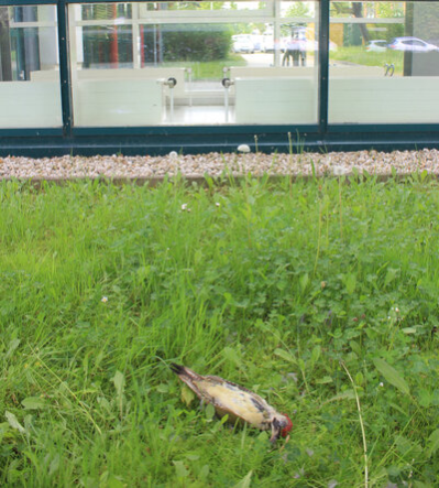 Ein Grünspecht verendete nach der Kollision mit einer Glasfront.
