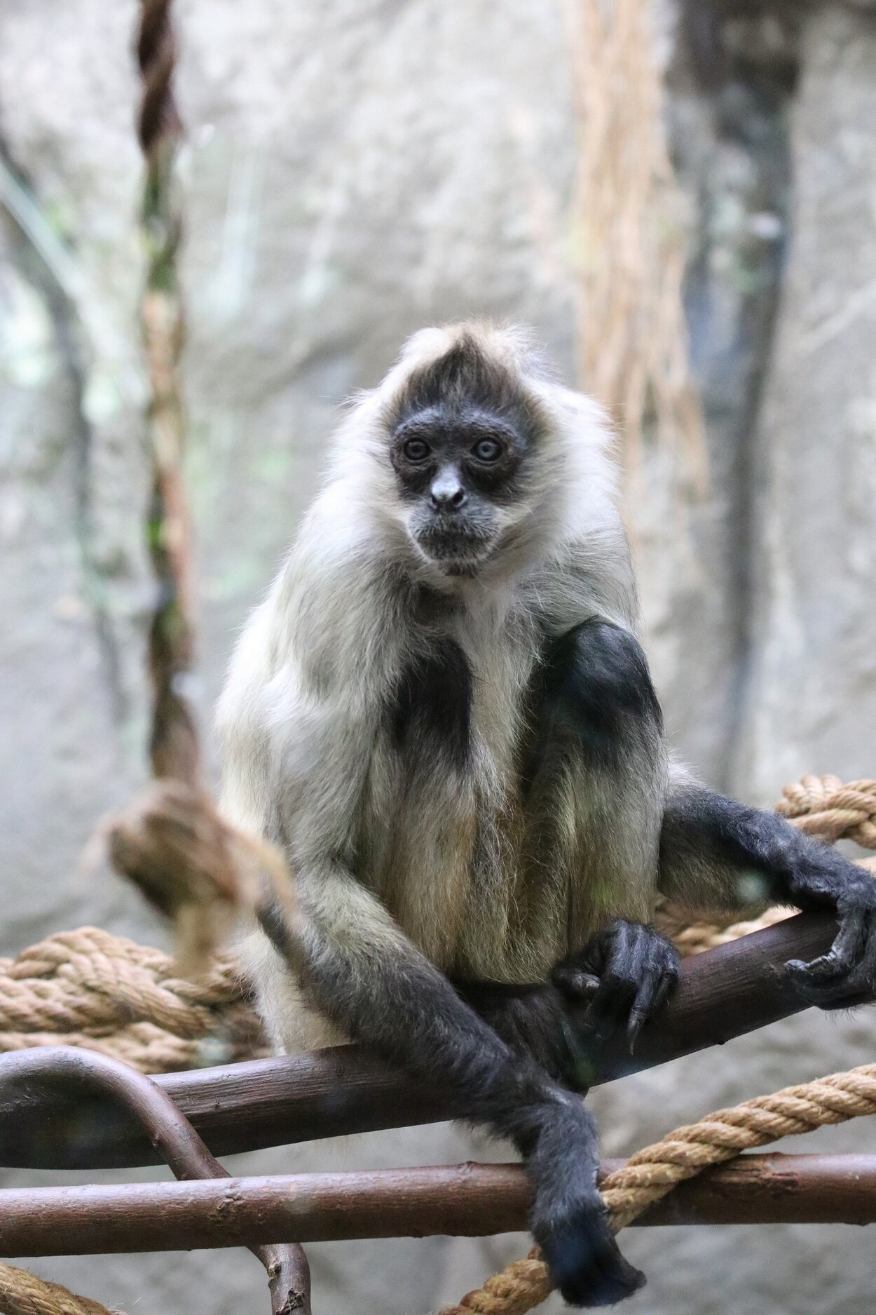 Klammeraffe im Tierpark Chemnitz
