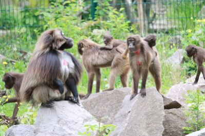 Dscheladagruppe in der neuen Anlage im Tierpark Chemnitz