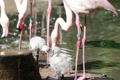 In der Mitte des Bildes sind 2 Flamingoküken zu sehen. Das rechte Flamingoküken hockt auf dem Erdboden. Das linke Flamingoküken steht daneben. Beide schauen sich an. Die Flamingoküken haben graues fluffiges Gefieder und graue kurze Beine. Die Schnäbel sind rosa. Ein Erdhügel verdeckt das linke Bein des linken Flamingokükens. Rechts im Bild steht ein ausgewachsener Flamingo. Er beugt sich mit dem Kopf zu den beiden Küken. Sein Gefieder ist weiß und an den Spiten rosa. Seine Beine sind lang und pink. Er hat einen langen Hals und einen kräftigen Schnabel. Weiter links stehen am Bildrand 2 Flamigos. Von ihnen sind nur die Köpfe zu sehen. Im Hintergrund ist das Wasser eines Teichs zu sehen. Darin spiegeln sich weitere Flamigos.