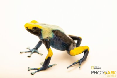 Färberfrosch im Tierpark Chemnitz
