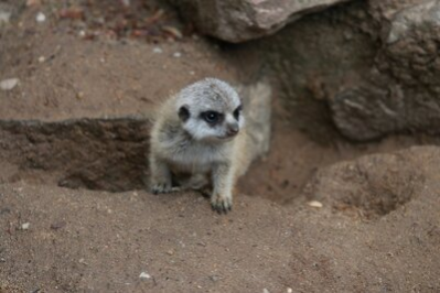 Erdmännchen-Nachwuchs im Tierpark Chemnitz