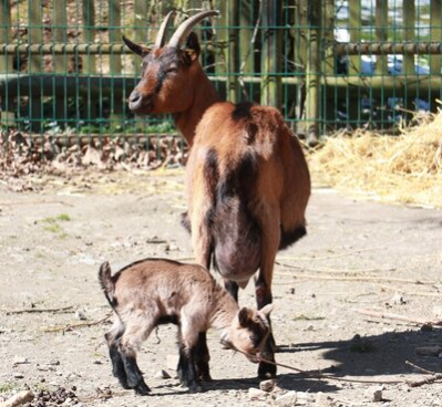 Erzgebirgsziege mit Jungtier im Tierpark Chemnitz
