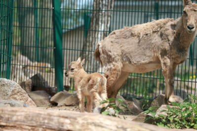 Steinbock-Nachwuchs im Tierpark Chemnitz