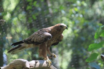 Zwergadler-Weibchen im Wildgatter Oberrabenstein