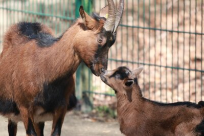 Erzgebirgsziege mit Jungtier im Tierpark Chemnitz