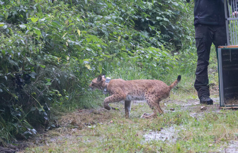 Lotta, a female lynx from the Oberrabenstein wildlife enclosure in the Western Ore Mountains, has been released into the wild