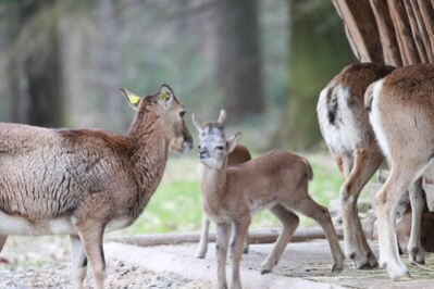 Mufflon-Nachwuchs im Wildgatter Oberrabenstein