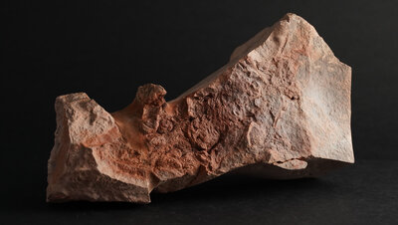 Das Fossil wurde im Grabungsfeld auf einem Grundstück an der Frankenberger Straße etwa auf Höhe Hausnummer 61 gefunden.