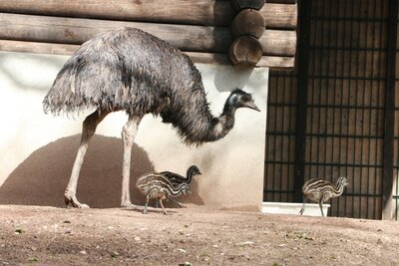 Emu "Heinrich" mit seinen Küken im Tierpark Chemnitz