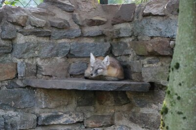 Der neue Korsak-Rüde kommt aus dem Tierpark Gera und soll zukünftig für Nachwuchs sorgen