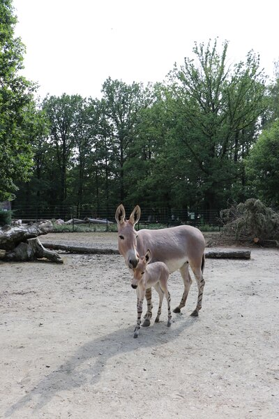 Somali-Wildesel