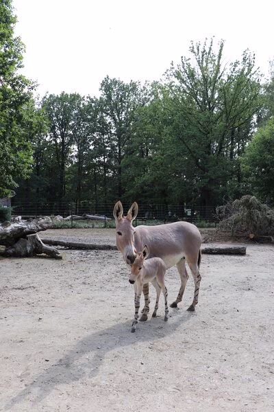 Somali-Wildesel