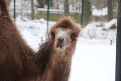 Die knapp anderthalbjährige Trampeltierstute Djascha kam aus dem Tierpark Cottbus nach Chemnitz.