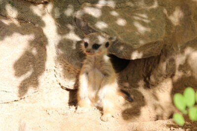 Erdmännchennachwuchs im Tierpark Chemnitz