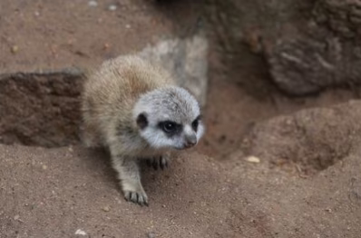 Erdm&auml;nnchen-Nachwuchs im Tierpark Chemnitz