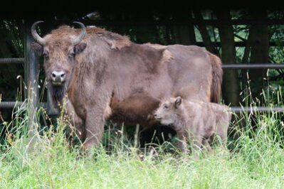 Wisent mit Nachwuchs im Wildgatter Oberrabenstein