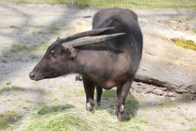 Tieflandanoa-Bulle "Palu" im Tierpark Chemnitz