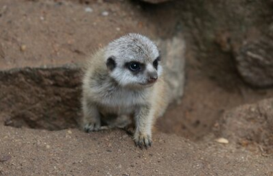 Erdmännchen-Nachwuchs im Tierpark Chemnitz