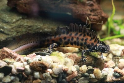 Donaukammmolche im Tierpark Chemnitz