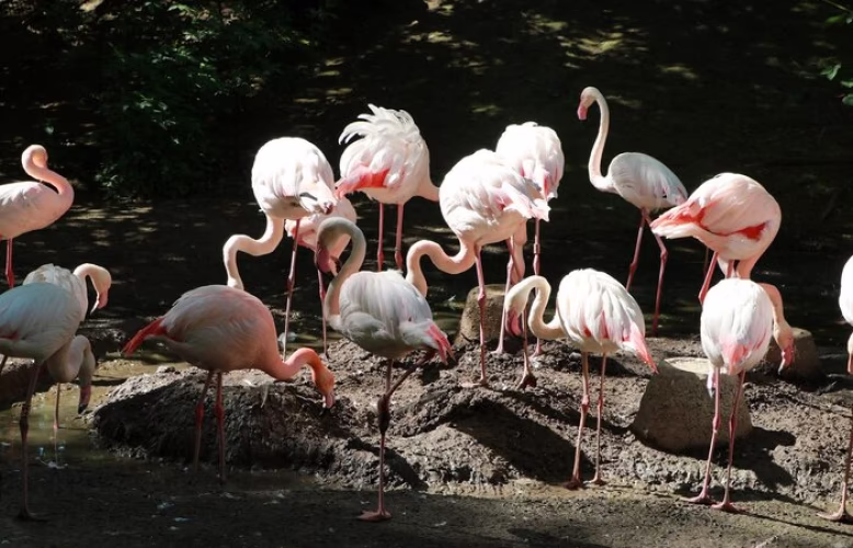 Erfolgreiche Flamingozucht im Tierpark Chemnitz