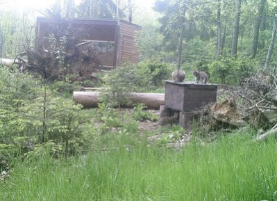 Nachwuchs bei den Europäischen Wildkatzen im Wildgatter Oberrabenstein