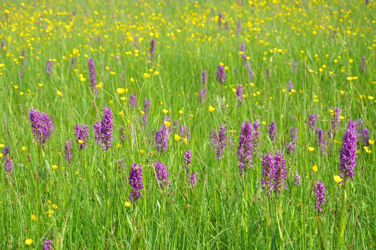 Orchideenwiese