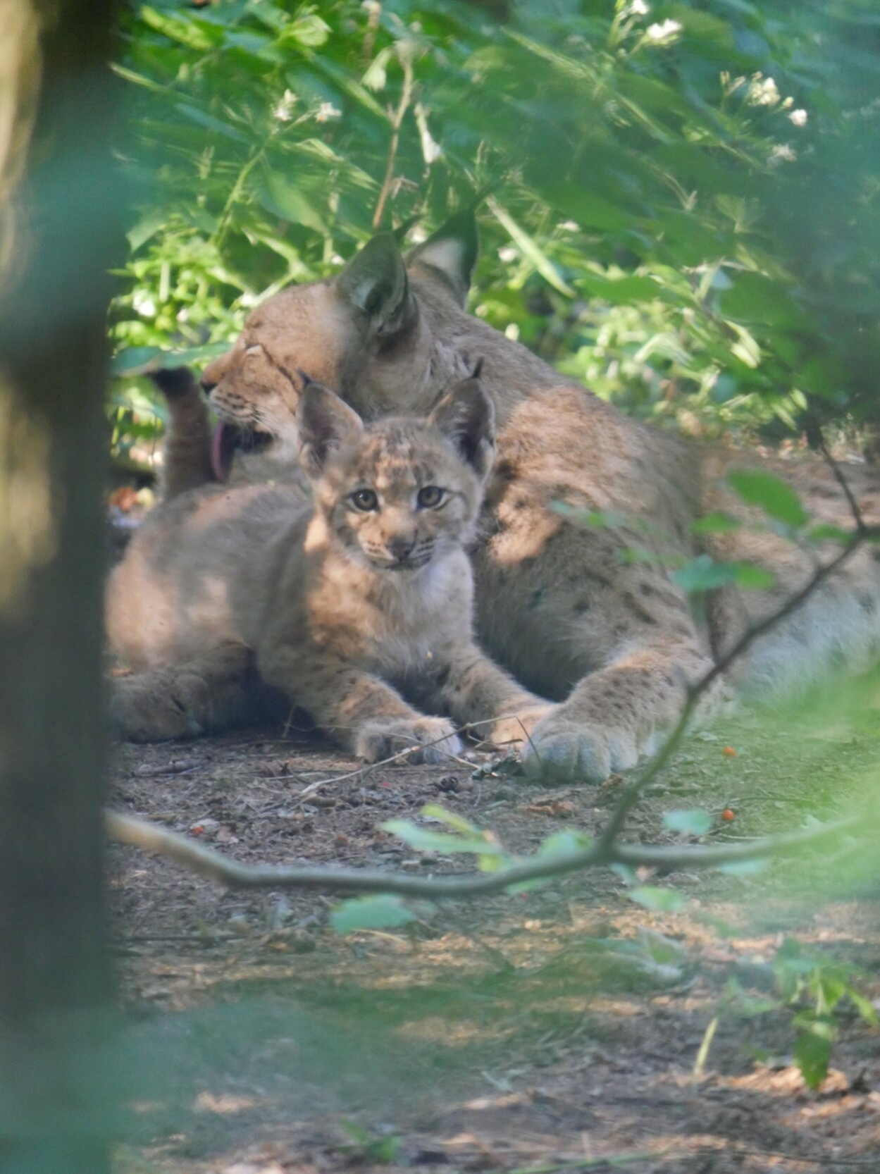 Ein junger Luchs ist durch die Blätter eines Baumes auf dem Boden liegend sichtbar. Das Jungtier wird von der Mutter mit der Zunge gesäubert.