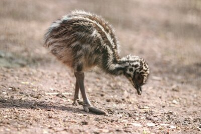 Im Bild ist ein EMu-Küken zu sehen, das nach rechts laufend etwas vom Boden aufpicken möchte. Das Emu-Küken hat ein charakteristisch braun-weiß gestreiftes Federkleid.