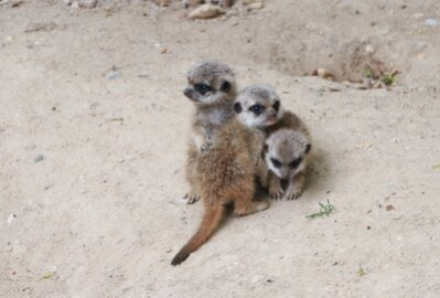 Erdmännchen-Nachwuchs im Tierpark Chemnitz