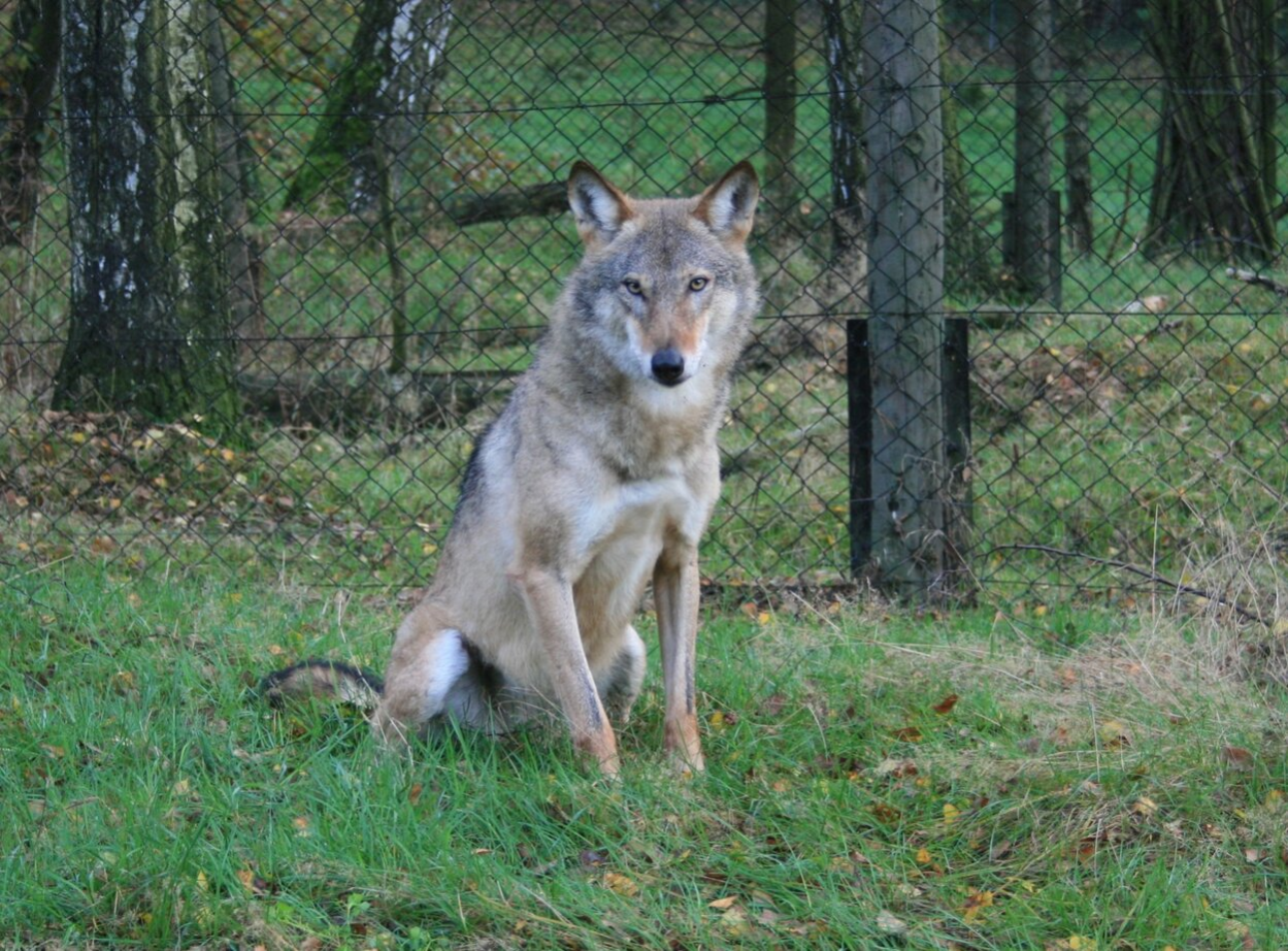 Wolf