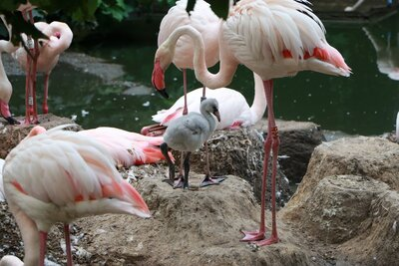 Rosaflamingos mit Nachwuchs im Tierpark Chemnitz