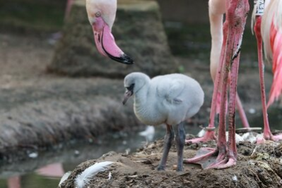 Rosaflamingo-Küken im Tierpark Chemnitz