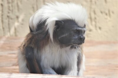 Lisztaffe mit Nachwuchs im Tierpark Chemnitz