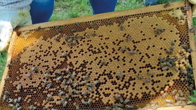 Bienenwaben