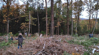 Baumpflanzung im Wald