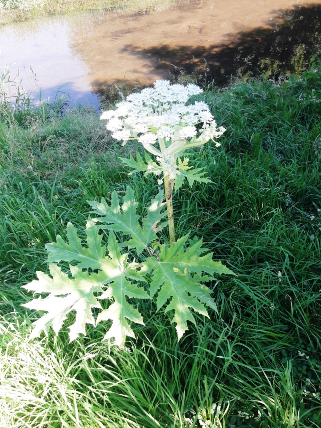 Riesenbärenklau mit Blüte