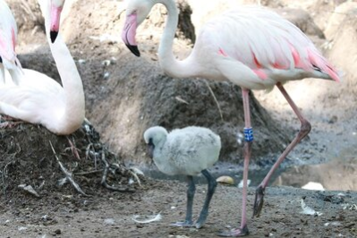 In der Mitte des Bildes ist ein Flamingoküken zu sehen. Das Flamingoküken hat einen kurzen dunklen Schnabel, kurze graue fluffige Federn und kurze schwarze stemmige Beine. Rechts daneben steht ein ausgewachsener Flamingo auf einem Bein. Die Beine sind lang, dünn und rosa. Das Gefieder ist Weiß und an den Enden rosa. Er hat einen langen Hals, kleine weiß, schwarze Augen und einen dicken rosa Schnabel mit einer schwarzen Spitze. Links sitzt ein Flamingo auf einem Erdhügel. Im Hintergrund sind weitere Erdhügel zu sehen. Hinter dem Flamingoküken und dem Flamingo auf der rechten Seite ist ein Auslauf von einem Teich zu sehen.