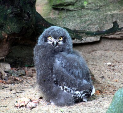 Schnee-Eulen-Nachwuchs im Tierpark Chemnitz