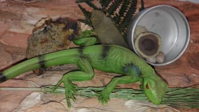 Winterferien im Museum f&uuml;r Naturkunde