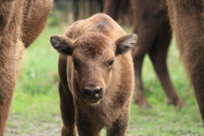 Das weibliche Wisent-Kälbchen im Tierpark ist eine echte Überraschung