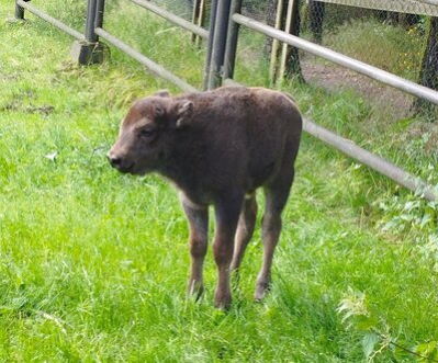 Im Wildgatter Oberrabenstein wurde ein männliches Wisent-Kälbchen geboren.