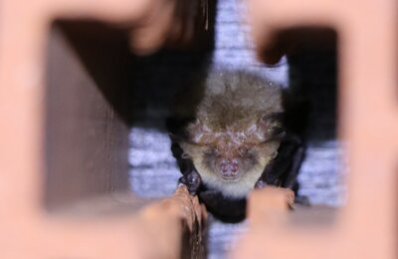 Fledermaus an einem eigens dafür angebrachten Ziegelstein