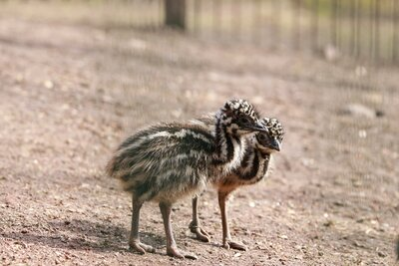 Im Bild sind zwei EMu-Küken zu sehen, die beide in ihrem Gehege hintereinander nach rechts laufen. Die Emu-Küken haben ein charakteristisch braun-weiß gestreiftes Federkleid.