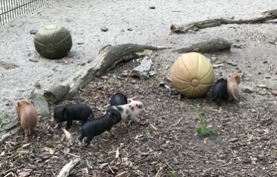 Nachwuchs bei den Minischweinen im Tierpark Chemnitz